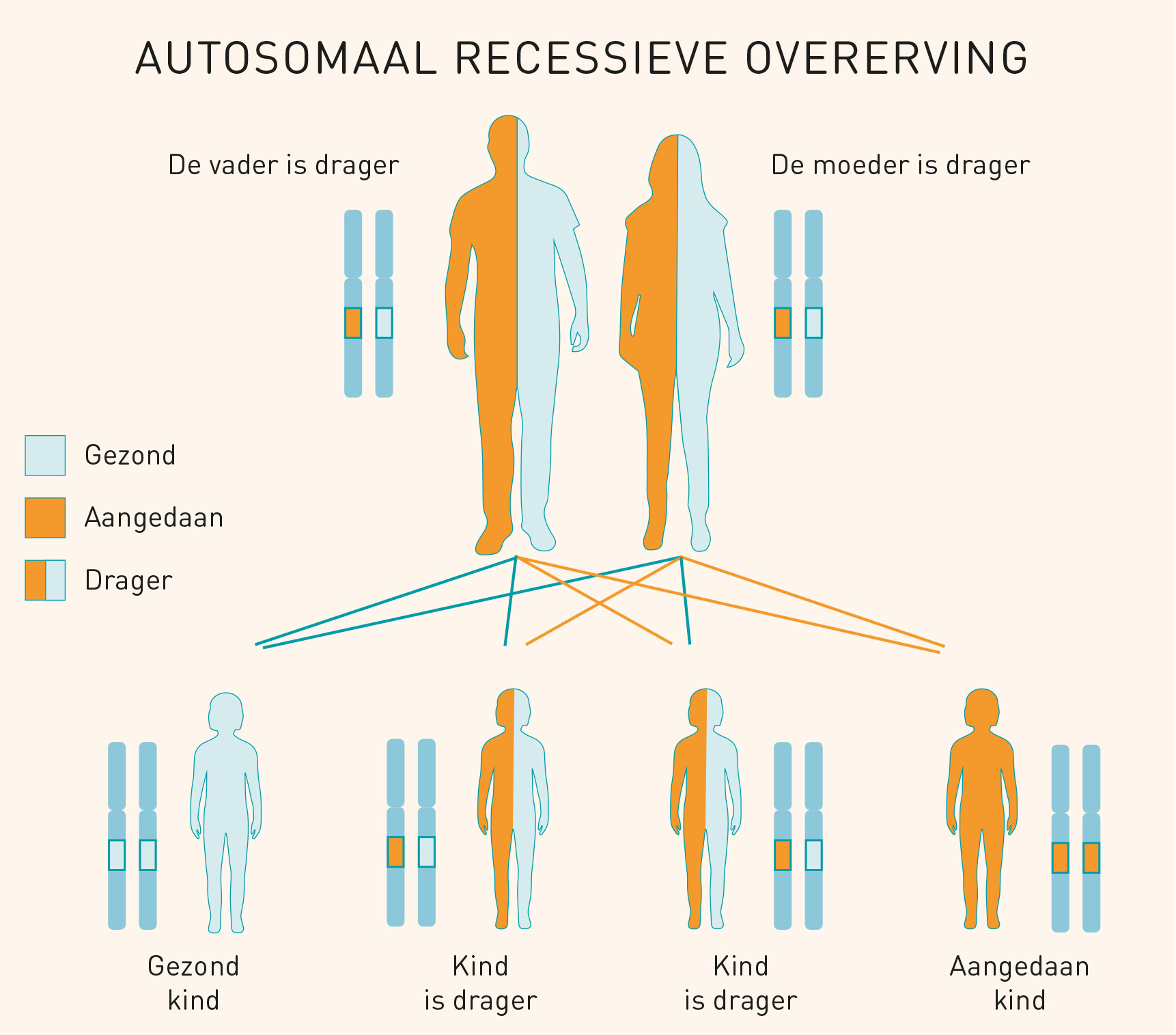 Stamboom autosomaal recessieve overerving