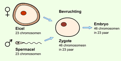 Eicel en zaadcel komen bij elkaar