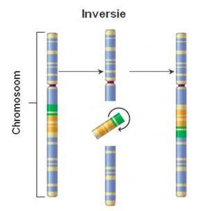 Chromosoom-inversie