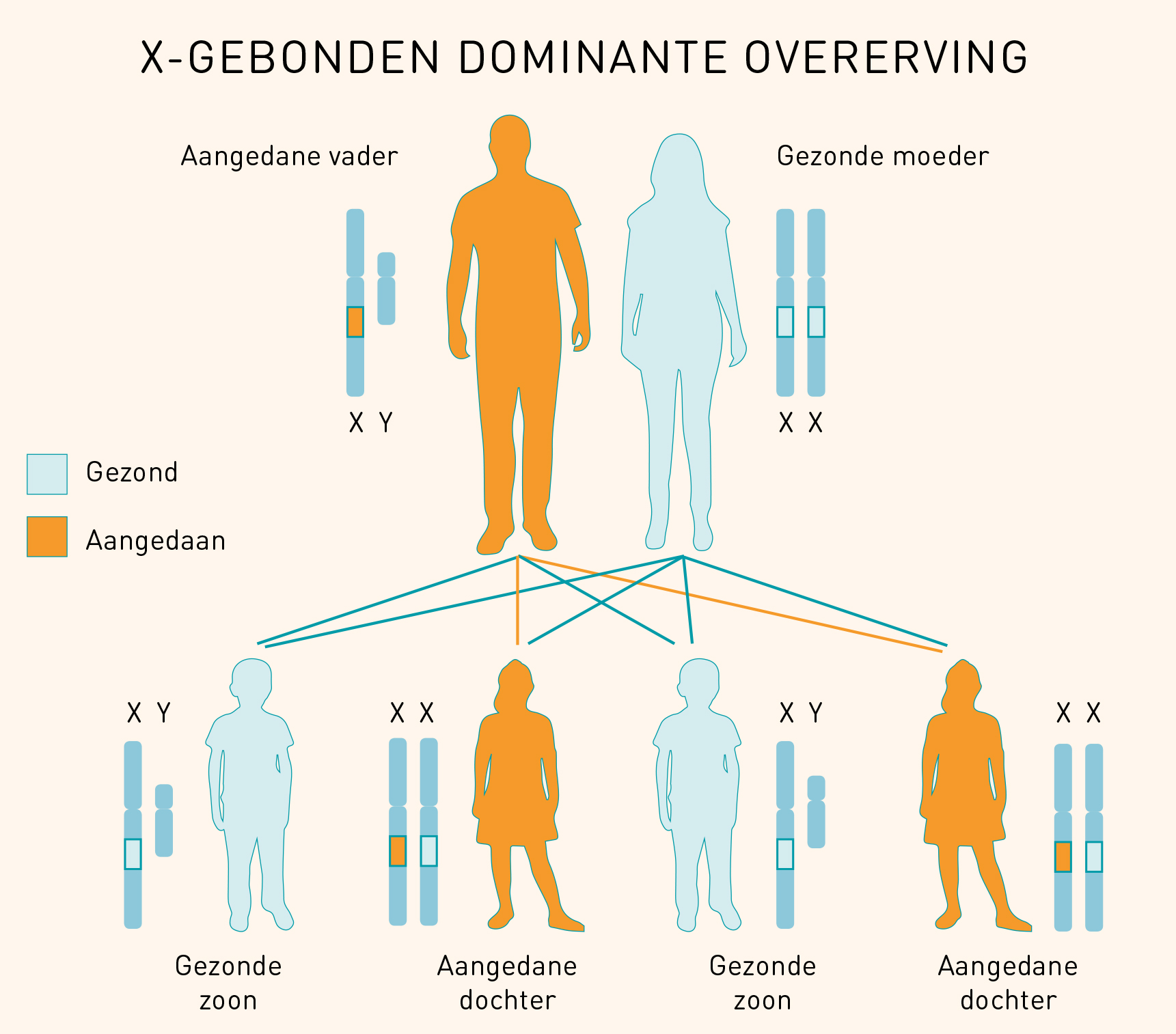 Stamboom X-gebonden dominante overerving