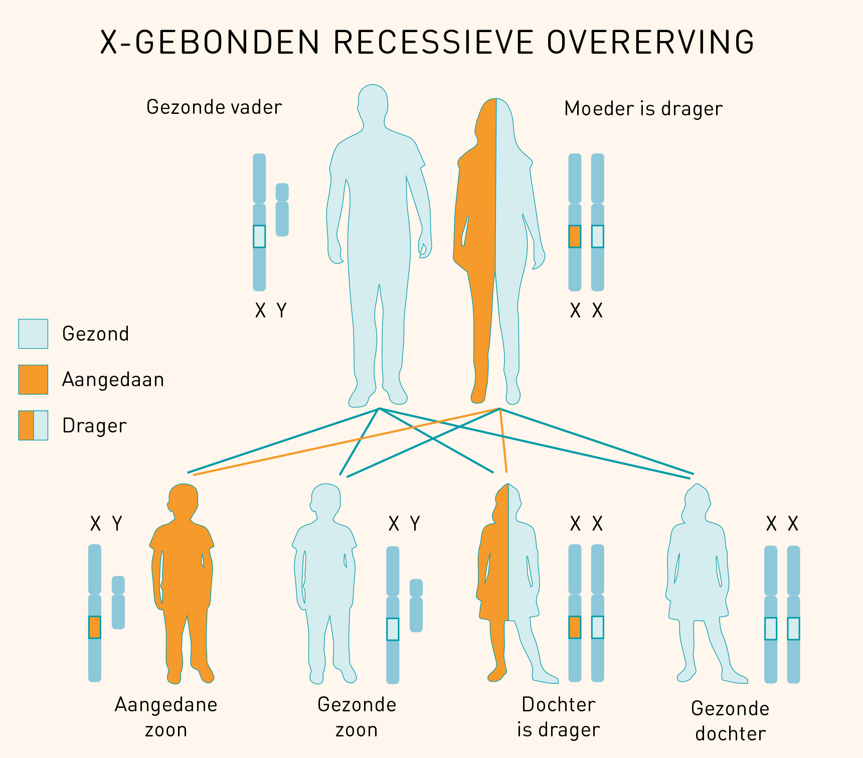 Stamboom X-gebonden recessieve overerving