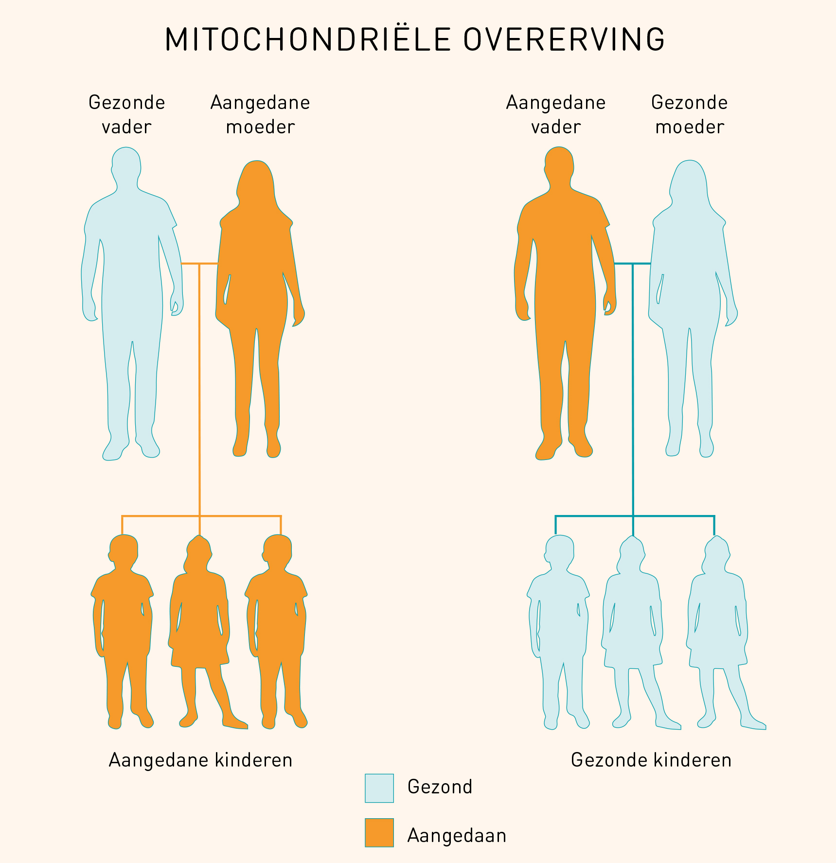 Stamboom mitochondriele overerving